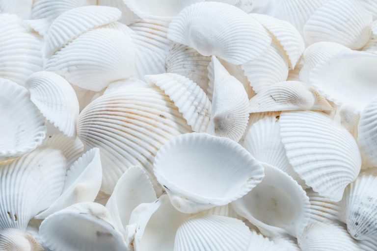 top shelling spots sanibel